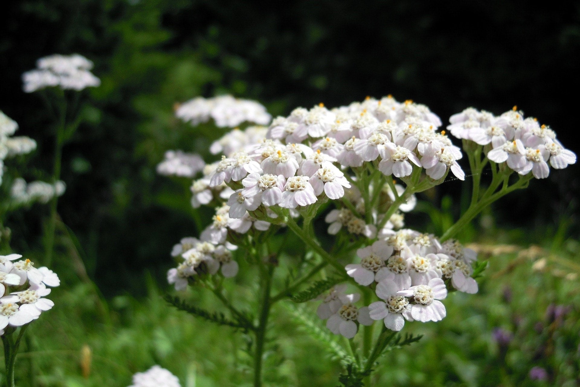 Protection Flower Essence