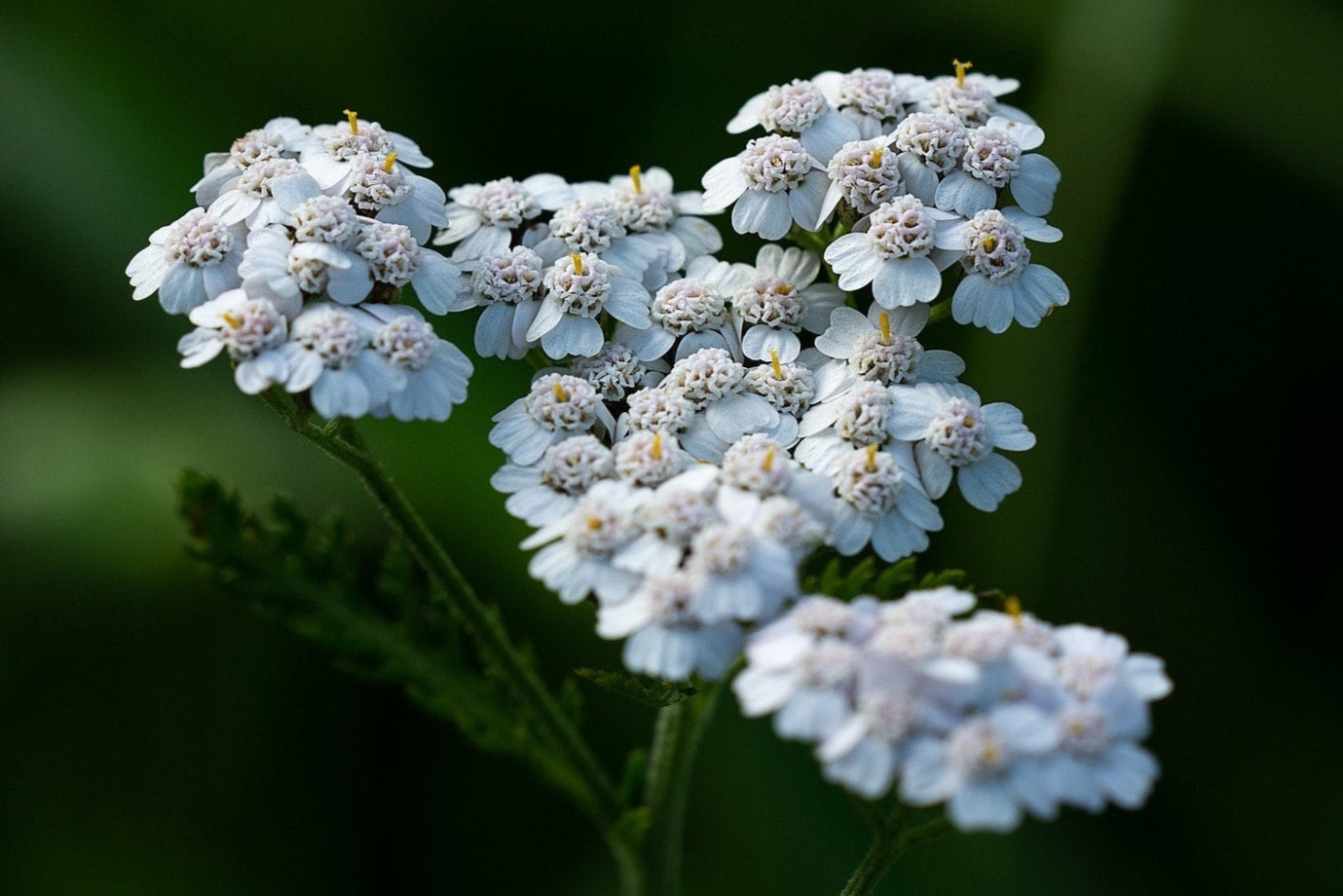 Close-up of white flowers with a blurred green background