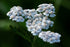 Close-up of white flowers with a blurred green background