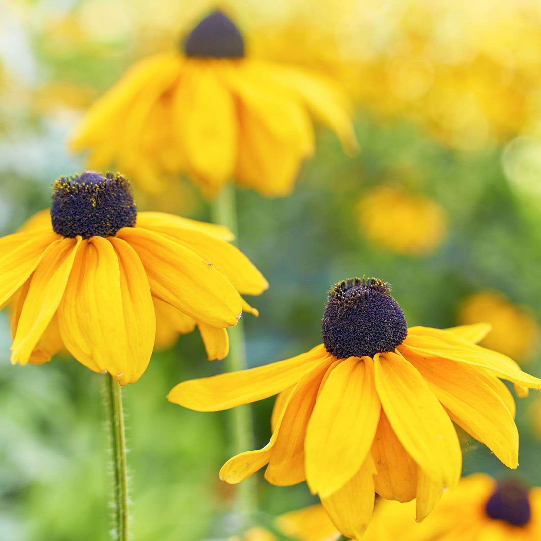 Close-up of yellow flowers with dark centers in a garden setting