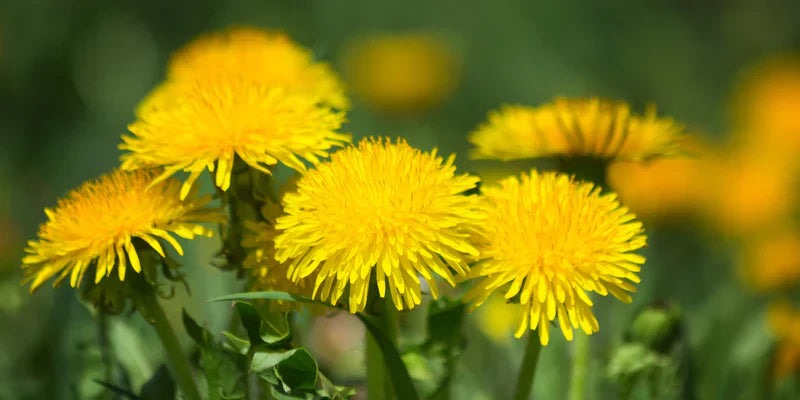 Close-up of yellow dandelions with a blurred green background