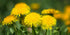 Close-up of yellow dandelions with a blurred green background