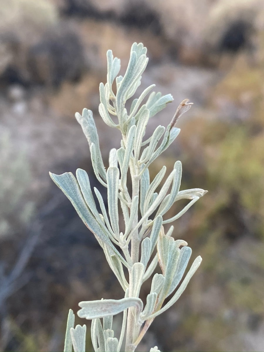 Tall, thin green plant with a blurred natural background