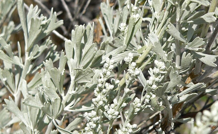 Close-up of grayish-green leaves with small white flowers on a blurred natural background