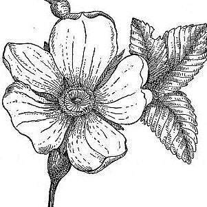 Black and White Sketch Wild Rose Blossom