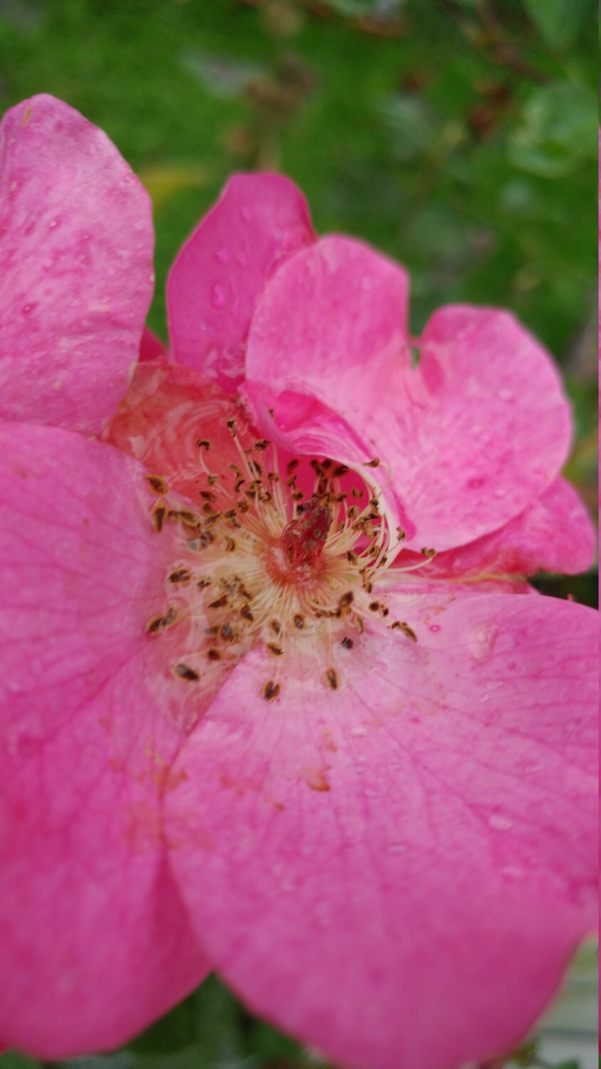 Wild Rose Blossom Beach BC
