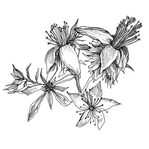 Fortitude Flower Essence