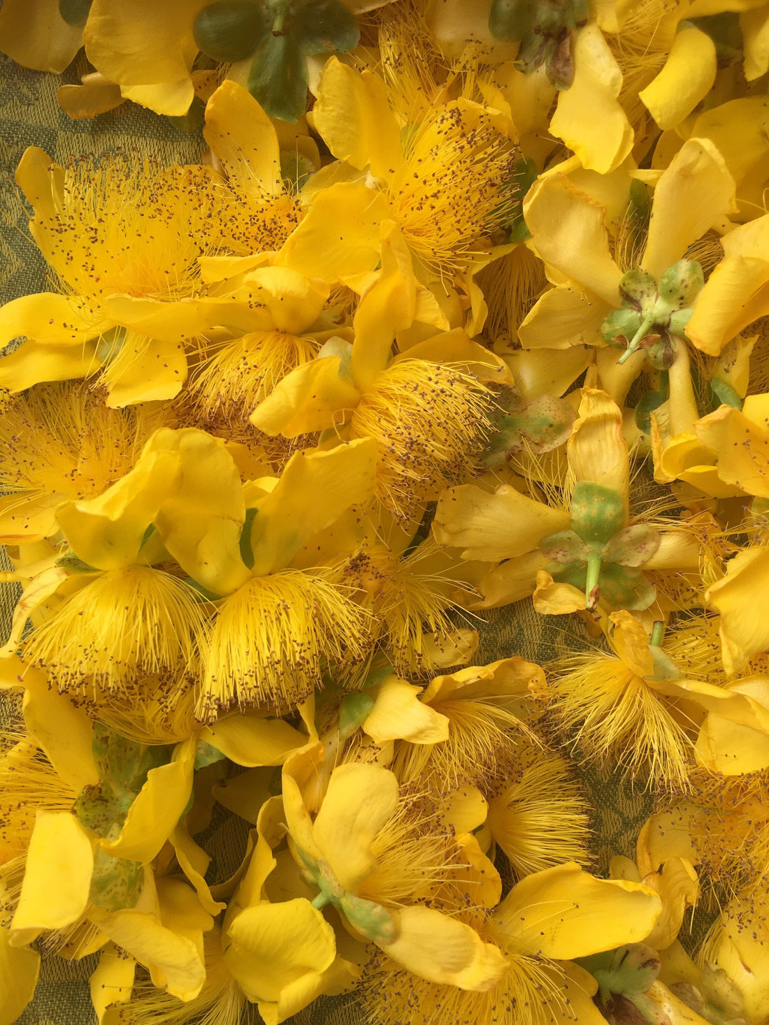 Fortitude Flower Essence