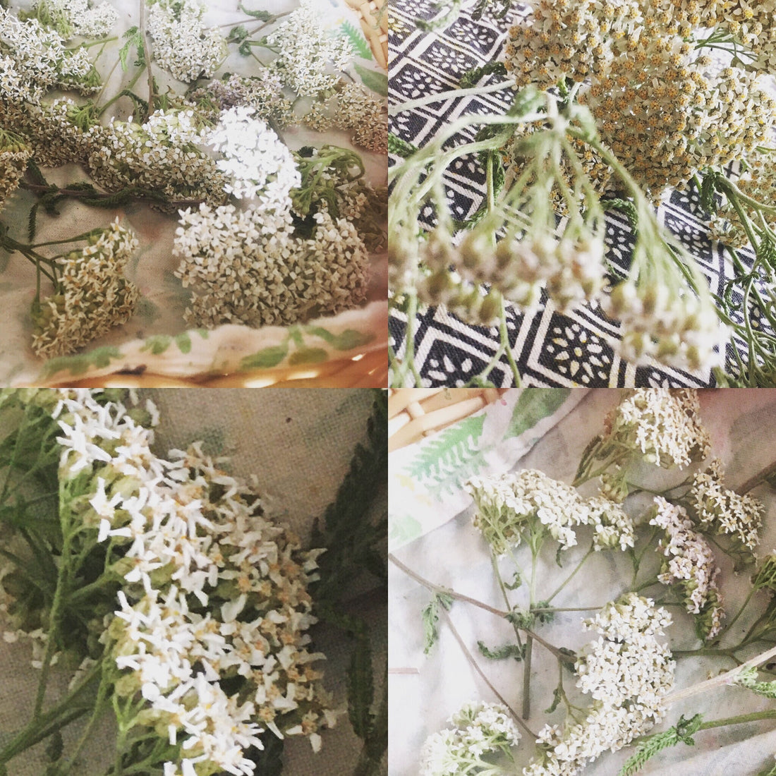 Protection Flower Essence